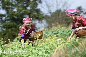 偷菜节是什么意思(偷菜节)