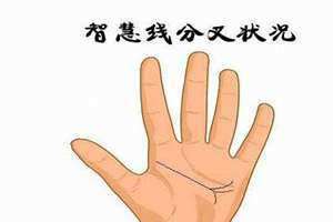 智慧线叉开两条(智慧线分叉)