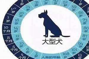 属狗的是哪一年的人? 七十几岁属狗的是哪一年的