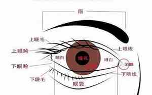 四角眼面相解析女