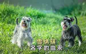 雪纳瑞取名字公狗