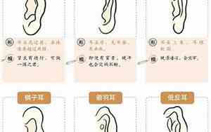 半圆形耳朵面相好不好