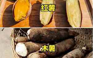 红薯和木薯有什么区别哪个贵