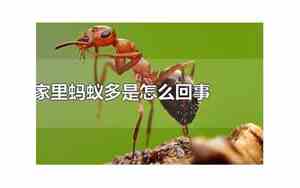 家里蚂蚁多是咋回事