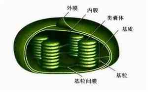 叶绿体的分布情况