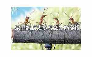 室内有蚂蚁怎么能根除