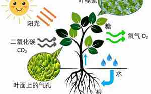 光的作用和意义