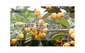 枇杷种子怎么种植