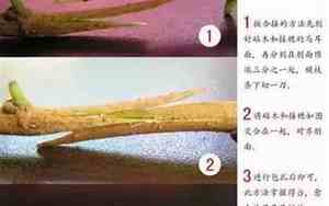 果树嫁接新技术切腹接