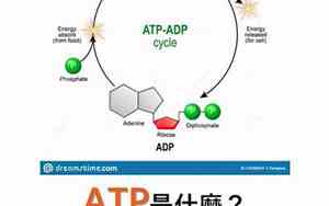 ATP是什么意思医学上