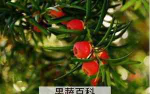 红豆杉的作用和功效有哪些