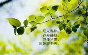 优美的爱情句子经典语录
