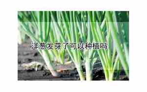 洋葱发芽了可以种植吗?