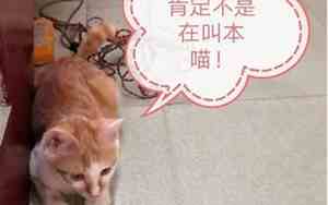 取名猫猫的含义