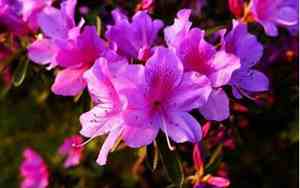 杜鹃花好养吗?一年开几次花