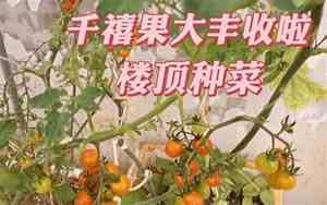 千禧果的功效与作用及营养价值
