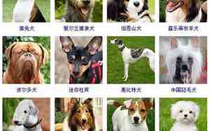 给狗狗取名字大全食物
