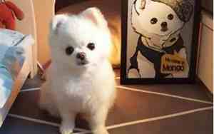 博美犬为什么不建议养