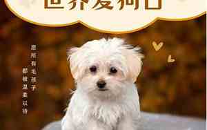 小狗炒菜日记