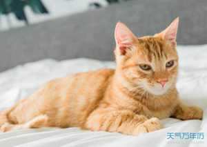 做梦梦到自己打猫猫(做梦梦到自己打猫猫什么意思)