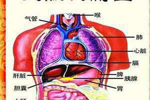 内脏有哪些器官 内脏有哪些食物