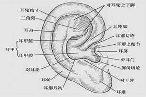 耳朵轮廓上有个小凸起 耳朵轮廓畸形