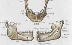 下颌骨较大面相怎么看