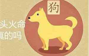 属狗是什么命金木水火土