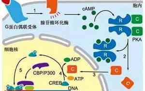 1兆流量是多少GB