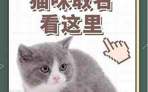 小黑猫取名字大全