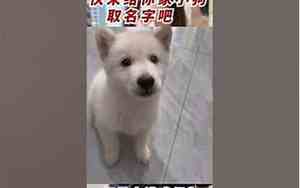 小白狗取名字大全可爱